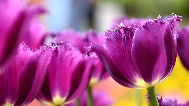 元宵节祝福短信 精选