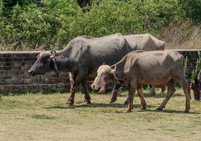 农村副业经营承包合同
