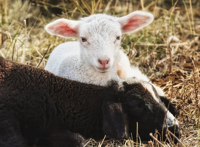 圣诞节祝酒词样本三篇
