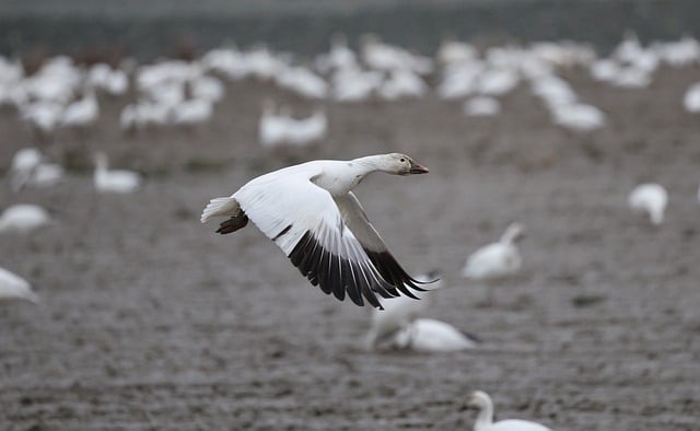 在移民攻坚决战暨农村移民内外迁安置动员大会上的讲话