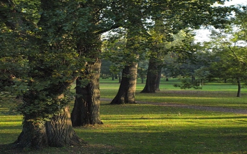 县政府主要领导某年述职报告-春林公文网