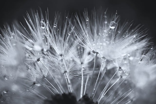 感恩节英文诗歌带翻译