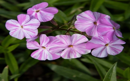 中层干部2012年述职述廉报告-春林公文网