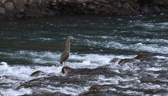 2010虎年新年贺词大全