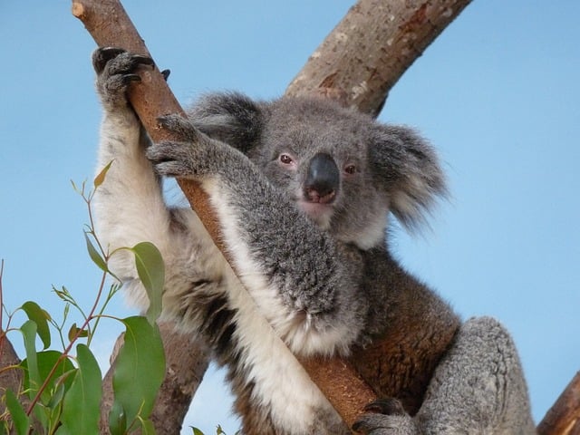 考研面试自我介绍