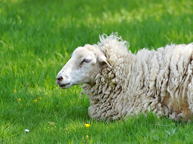 开发区CI推广大会主持词