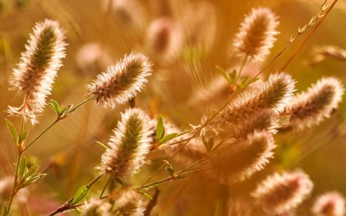 三八妇女节快乐的节日问候-春林公文网