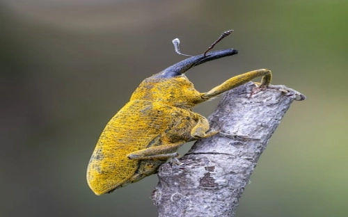 医院庆祝护士节演讲比赛主持词-春林公文网