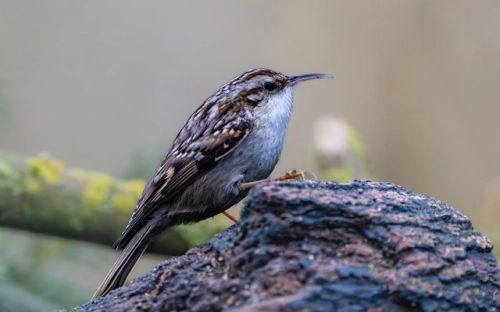 执业医师年度的工作计划-春林公文网