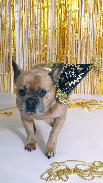 2009迎新晚会主持词