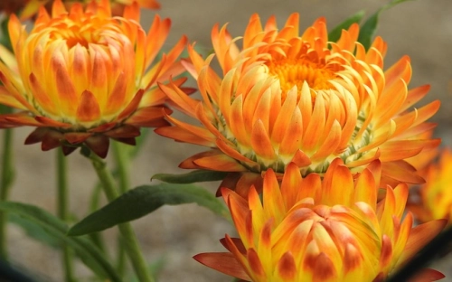 2017年世界地球日保护地球宣传标语-春林公文网