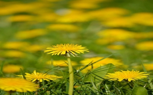 五好党组织汇报材料-春林公文网