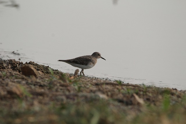 党委班子任期换届工作报告