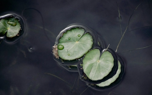 叶圣陶荷花课文教案 荷花教学设计模板-春林公文网