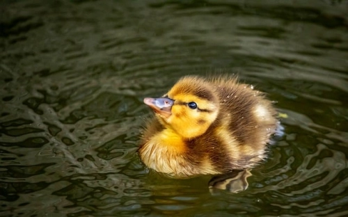 信用卡纠纷案民事判决书（2011）普民二(商)初字第1203-春林公文网