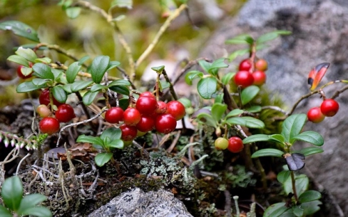 2017全国爱耳日宣传标语参阅-春林公文网