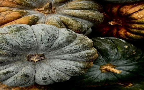 植树节策划书模板-春林公文网