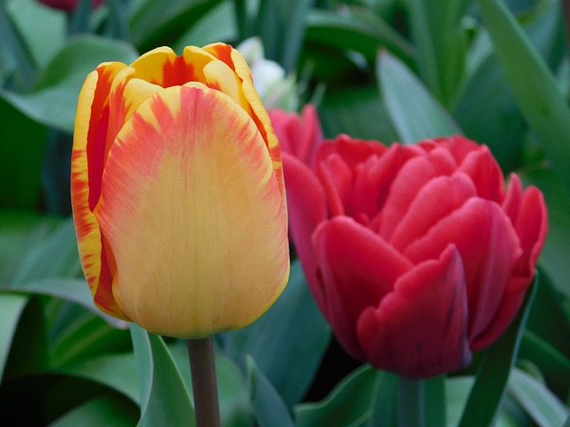 射频电子工程师个人简历表格精选11篇