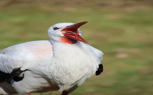民营企业招商引资调研报告-春林公文网