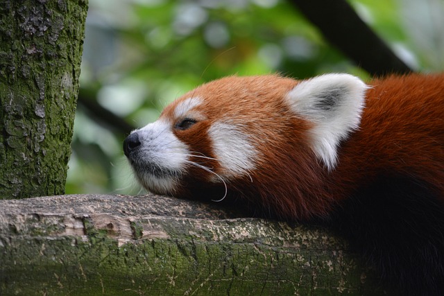 西亚斯毕业感言