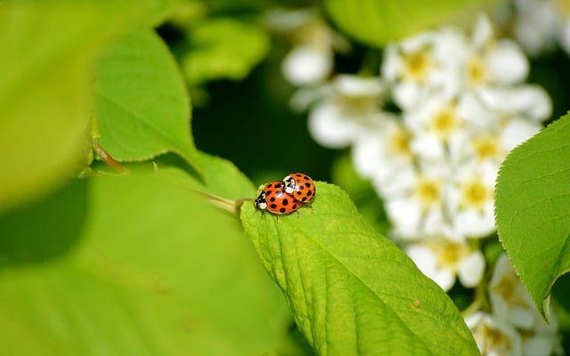 学生会面试自我介绍范本七篇汇总