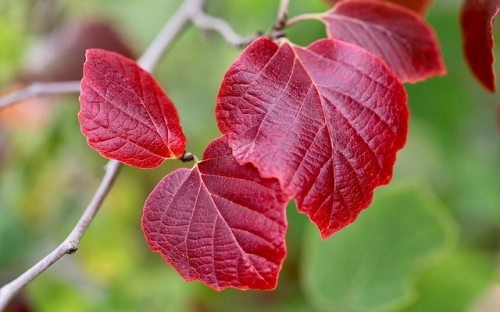 小学开展“我们的节日·清明”主题系列活动总结-春林公文网