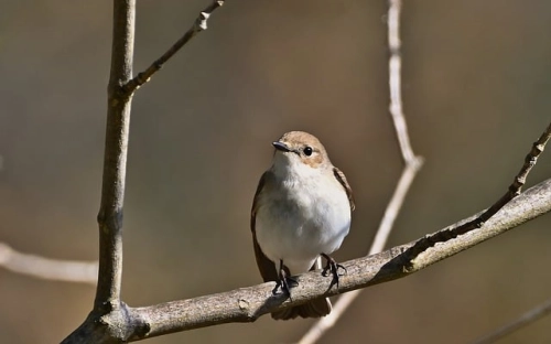 迎国庆升旗仪式上的讲话-春林公文网