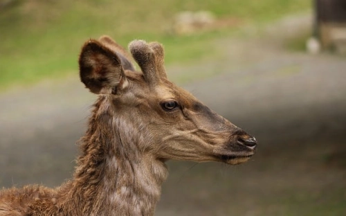 返还原物纠纷案民事判决书（2011）乌中民一终字第796号-春林公文网