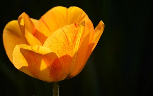 幼儿园重阳节活动方案-春林公文网