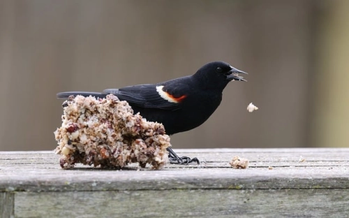 国庆节后大学生入党志愿书-春林公文网