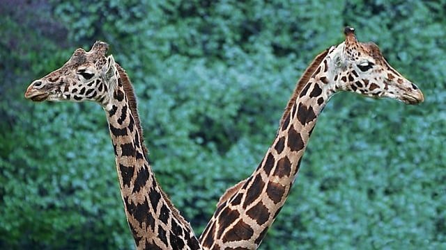 全县文化体育工作会议主持词