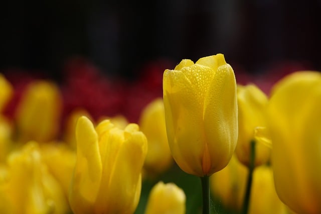 开心快乐每一天祝福语