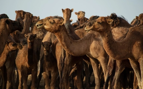 乡镇党委严肃换届纪律实施意见-春林公文网