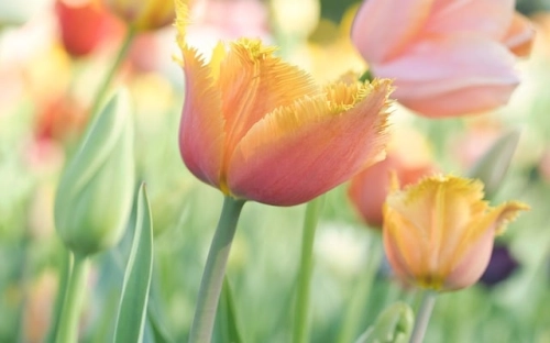 初中地理小课题开题报告-春林公文网