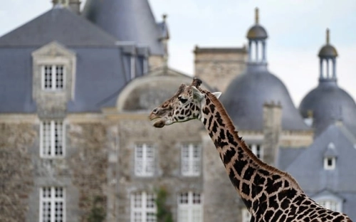 高效分配网格资源设计方案-春林公文网