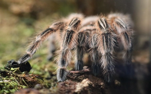 民事起诉状格式-春林公文网