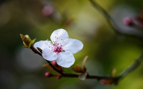 医疗器械监督管理条例2017-春林公文网