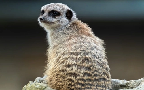 最新营业员上半年工作总结格式模板三篇推荐参考-春林公文网