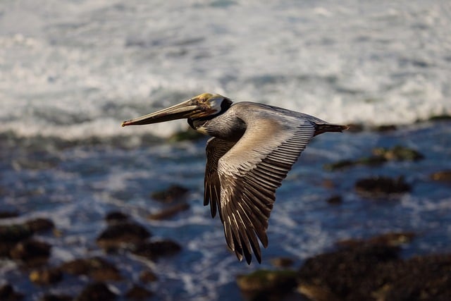 思想汇报预备党员第三季度2022年最新