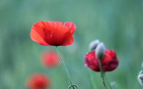 2022防溺水安全知识教育主题班会教案 防溺水安全知识主题班会教案教学精选10篇-春林公文网