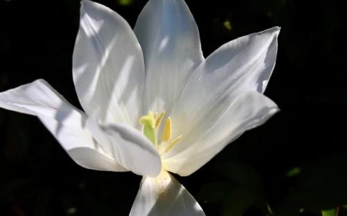 感恩节诗歌3首-春林公文网