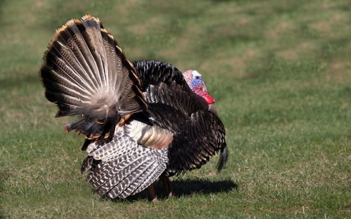 大学生入党申请书1000字范本-春林公文网