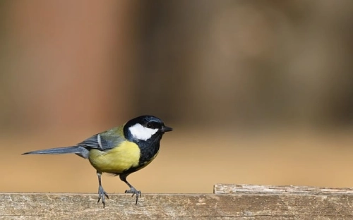 大学运动会入场词大全-春林公文网