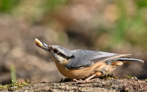 小学数学教师年度工作总结-春林公文网
