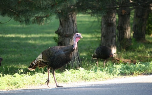 感恩节祝福手机经典短信-春林公文网