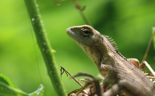 世界环境日宣传标语-春林公文网