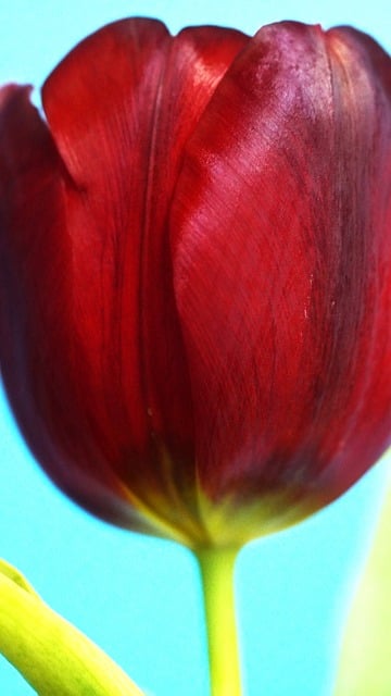 入党申请书2021最新版 2021入党申请书格式模板