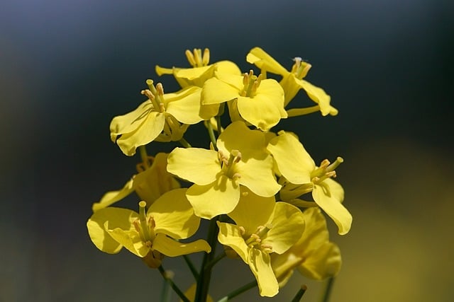 迎十一国庆节初中生国旗下演讲