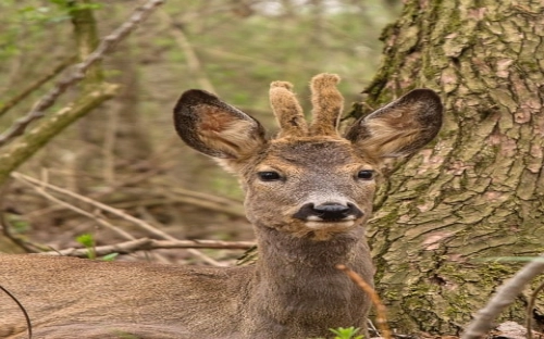 纪念国家公祭日诗词作品-春林公文网
