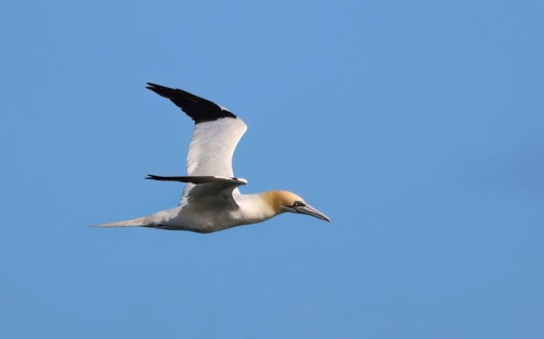 七夕香桥会-春林公文网